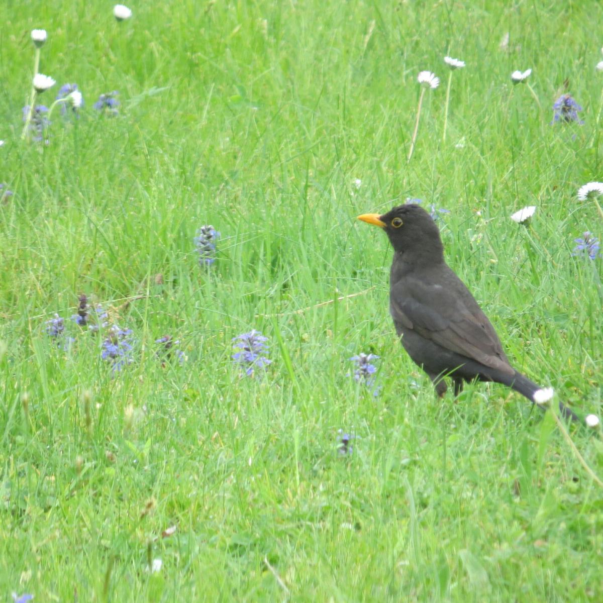 Common-Blackbird-photo-Bob-and-Prudy-Bowers-.JPG
