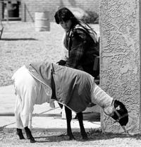 Tucson Time Capsule : sheepish showmanship  