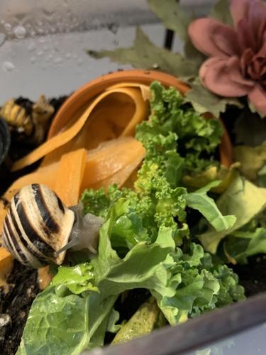 Wombats, snails, ferrets: The animals that brought us joy during the pandemic