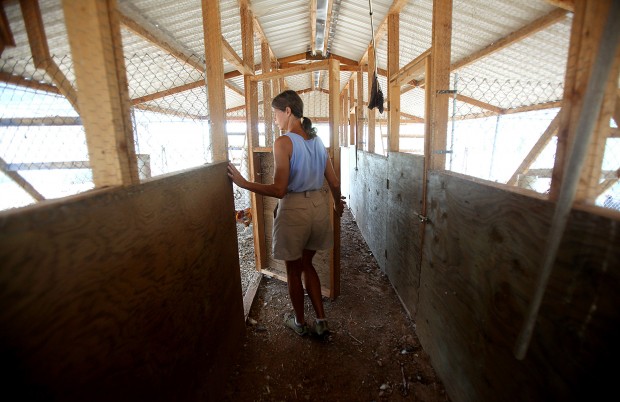 No chickening out for this farmer    