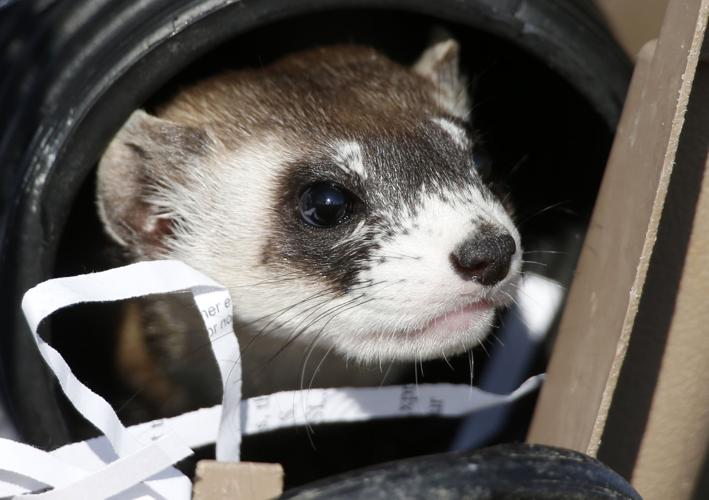 Endangered ferrets released on Montana's Crow Reservation