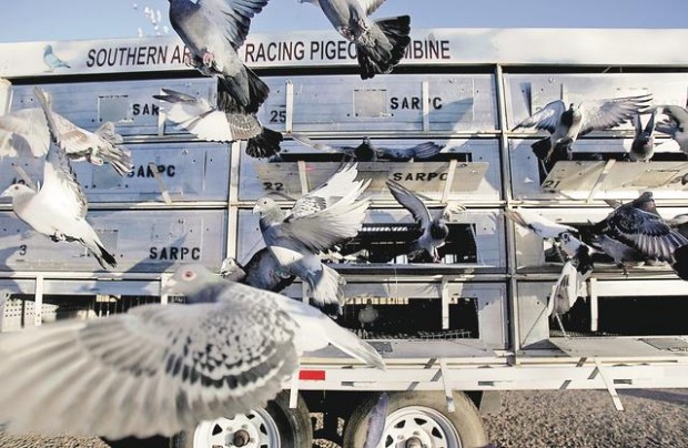 Ready, set, fly home  