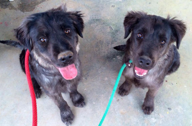 030614-cal-pets-p7