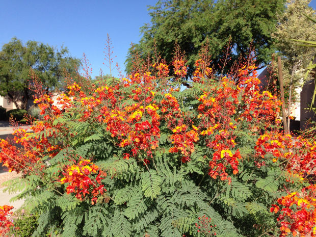 062214-hl-garden sage
