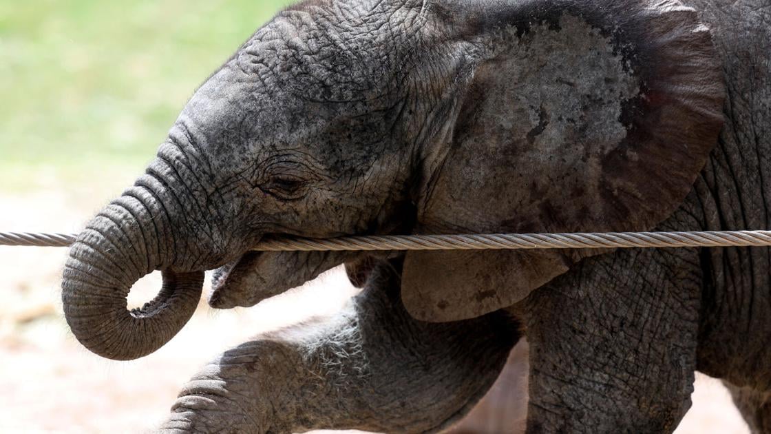 Elephant calf born at Tucson zoo hits all milestones so far