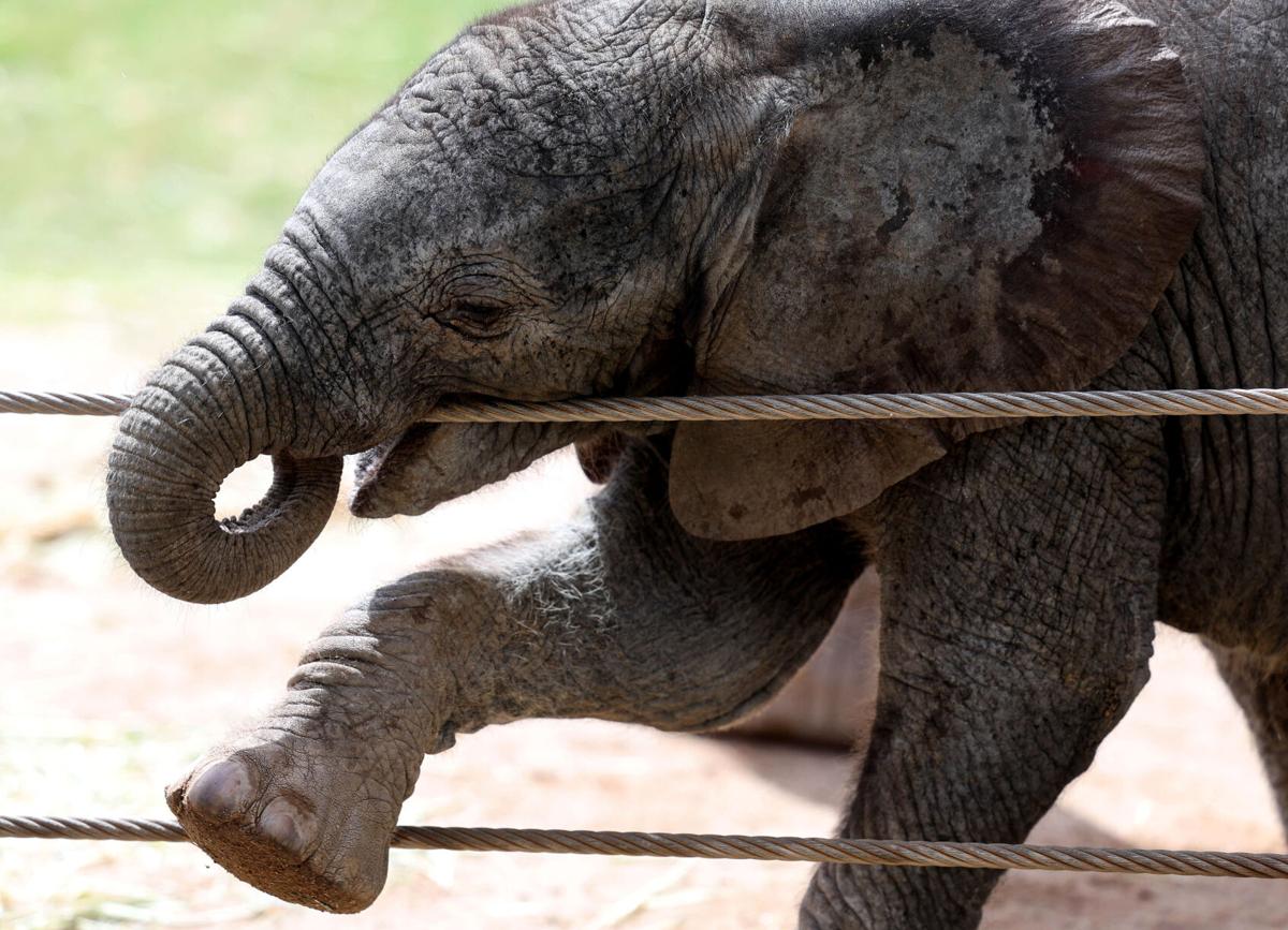 Elephant calf born at Tucson zoo hits all milestones so far