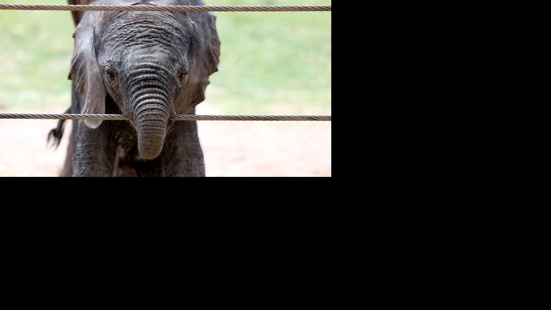Tucson can help name Reid Park Zoo's baby elephant