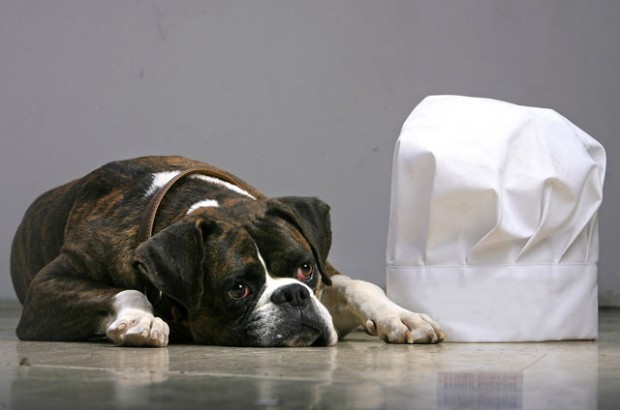 Caliente cover dog, Charlie