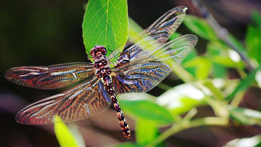 Readers' amazing insects