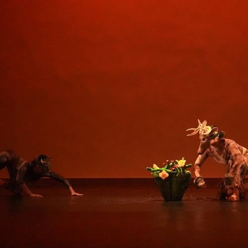 ‘Lost Roots’: A Sky Islands-Inspired Choreography