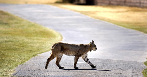 There's plenty to learn about Sky Island cats   