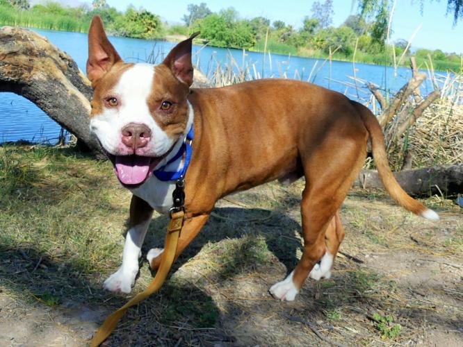 Adopt a friend: Patrone