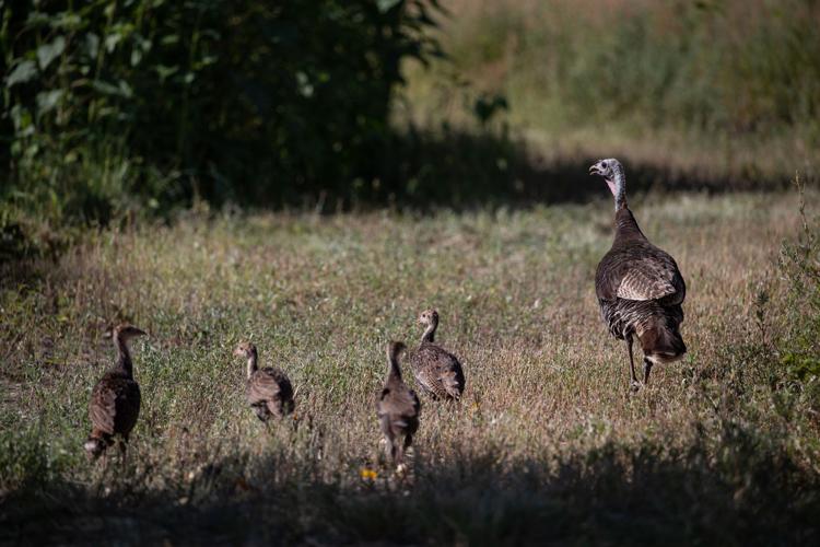 Border Wall, San Bernardino National Wildlife Refuge