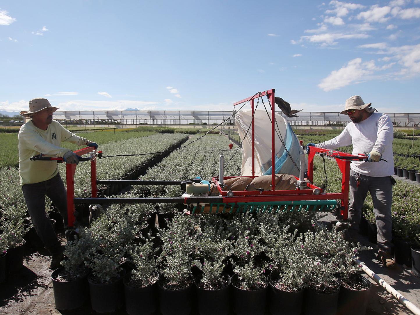 Independent Civano Nursery Growing With National Grower Monrovia Collectibles Tucsoncom