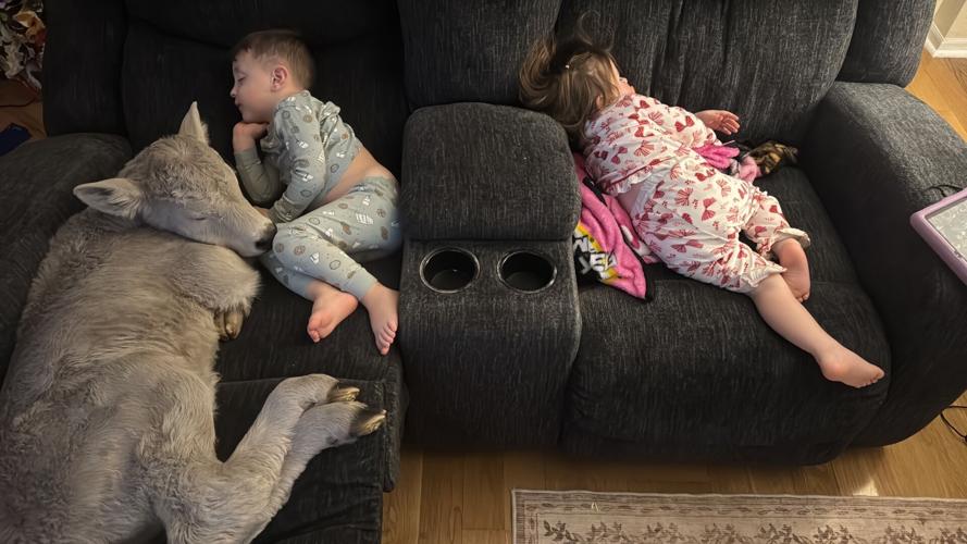 Winter Weather-Cold Calf