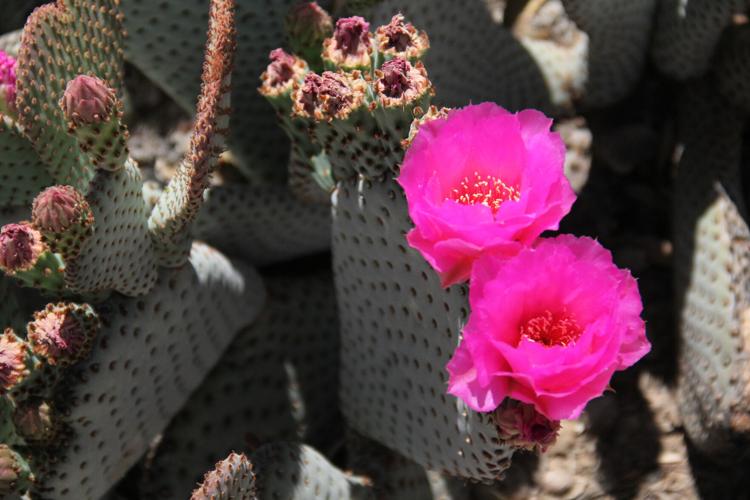 Cactus blooms