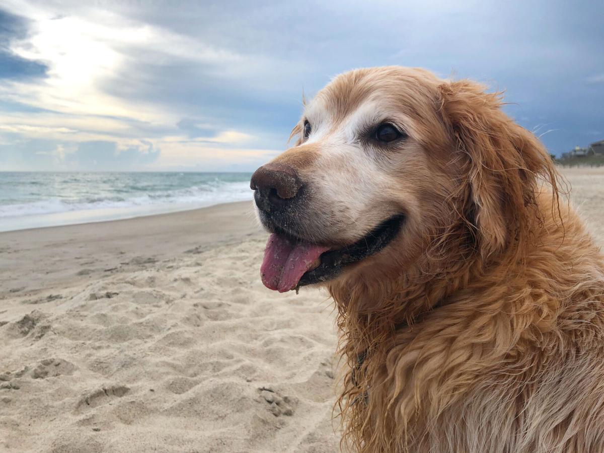 Obituary Honors Charlie The Golden Retriever That Loved Everything Except Stairs It Went Viral National News Tucson Com