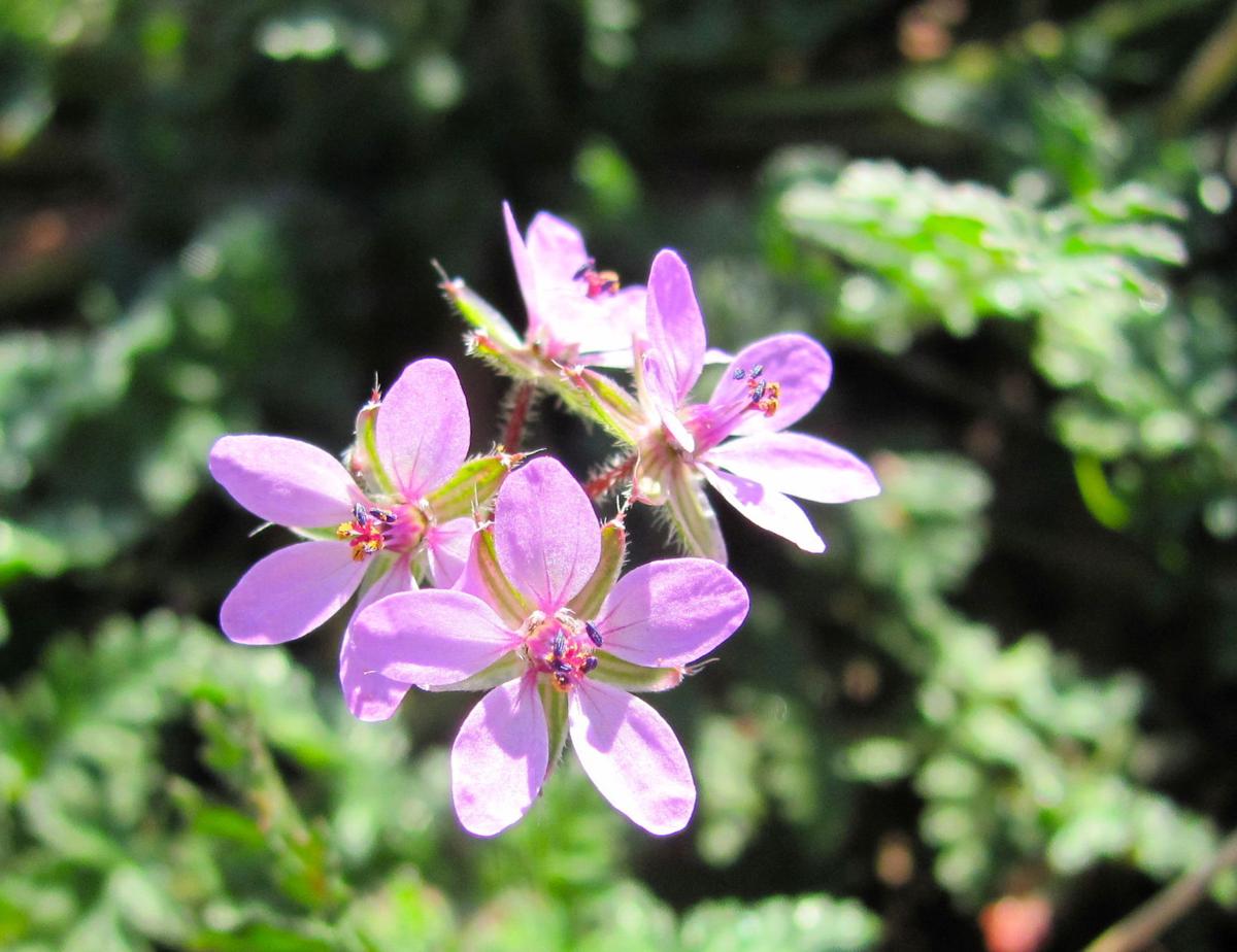 Verbena (copy)