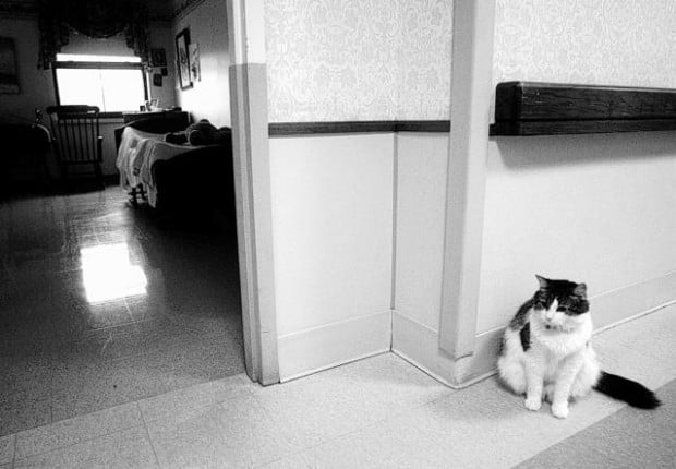 Cat at nursing home predicts death  