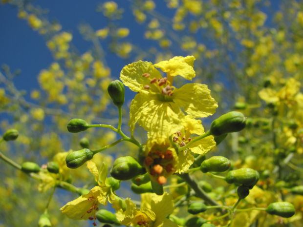 Blooming palo verde
