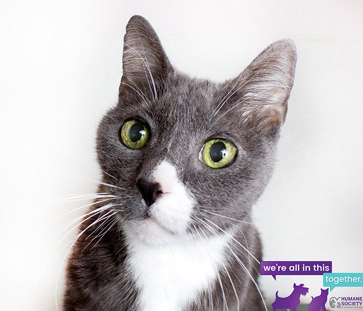 Adopt A Friend: Boris