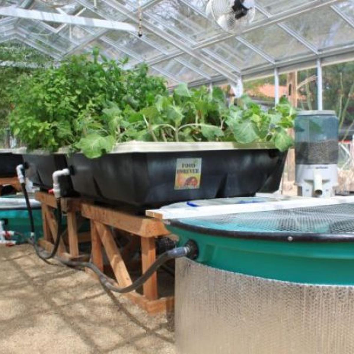 Aquaponics On A Boat Aquaponic
