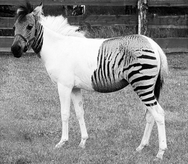 Zebra-horse crossbreed | News | tucson.com