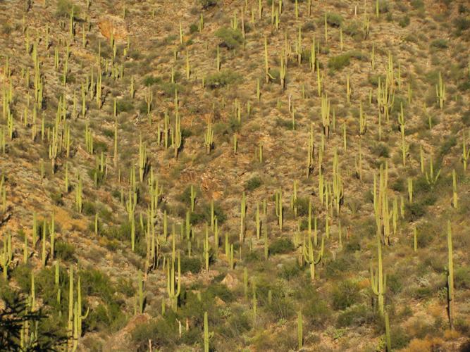 Many saguaros
