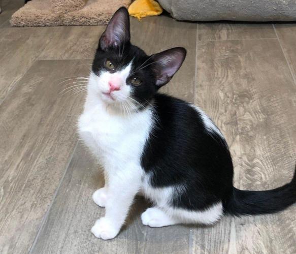 Adopt a friend: Si'mon