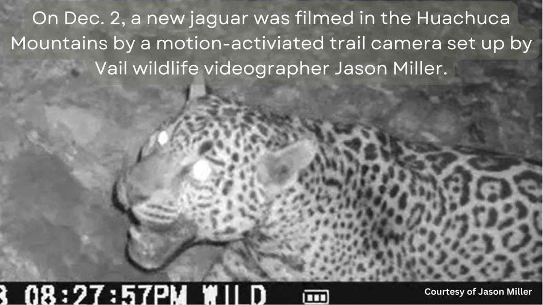 Watch footage of a new jaguar in Arizona – Tucson – Arizona Daily Star