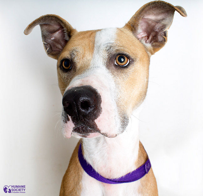 Adopt A Friend: Jaxx