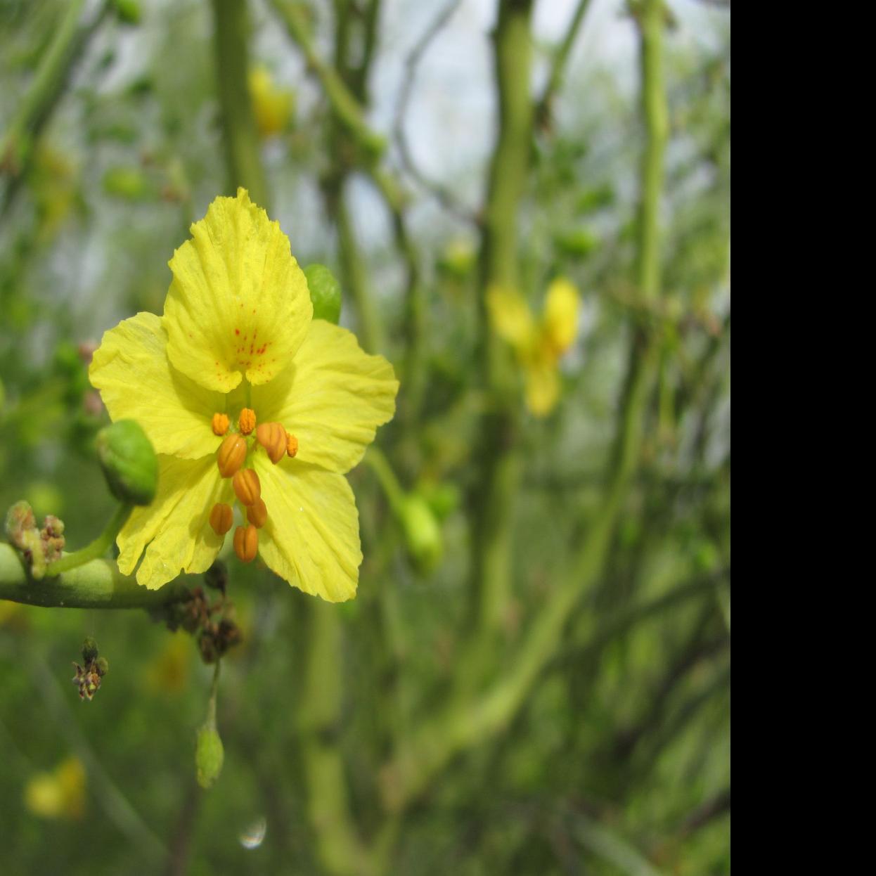 Palo Verde Blooms Beautiful But Bad News For Some With Allergies