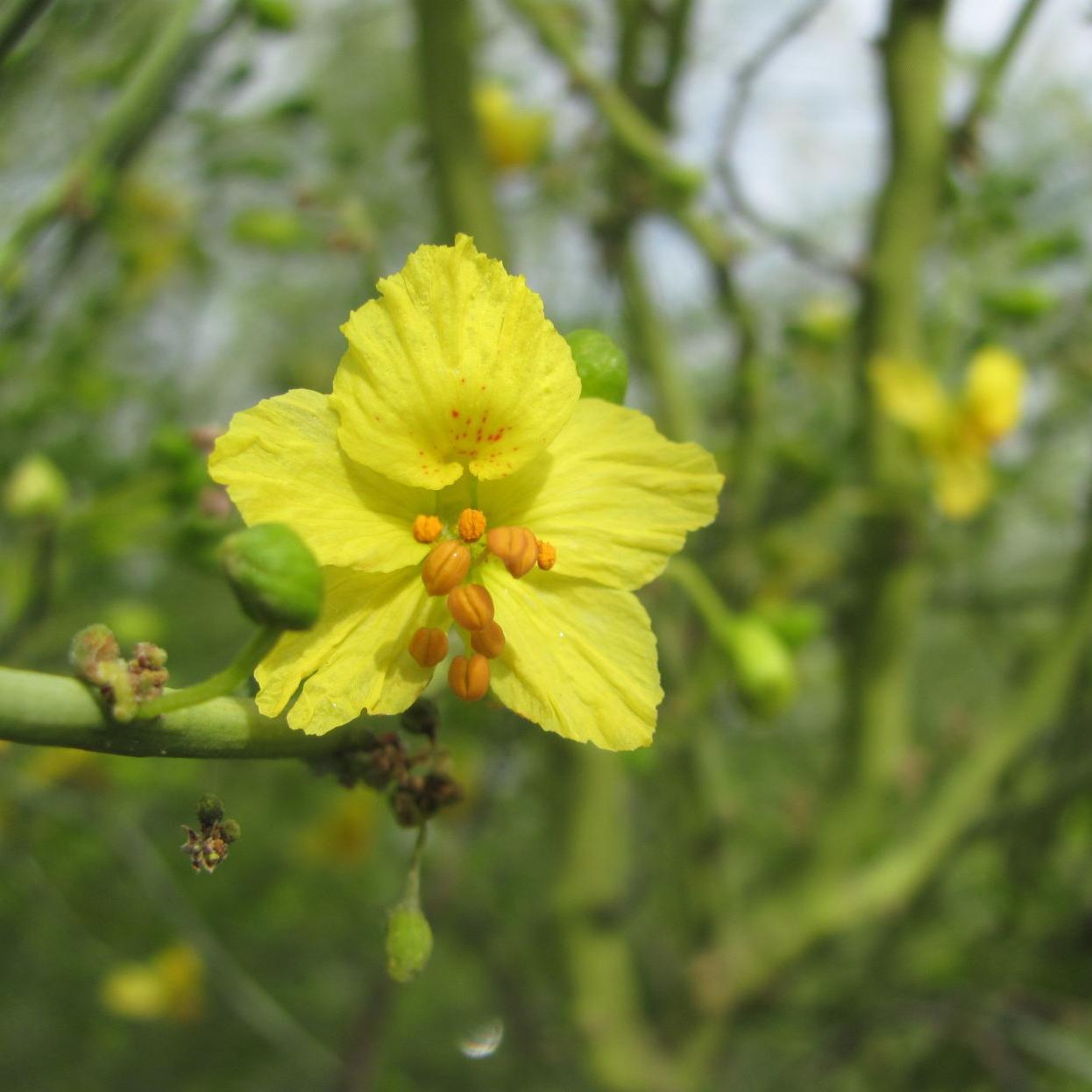 Palo Verde Blooms Beautiful But Bad News For Some With Allergies