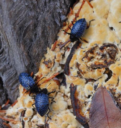 Readers' amazing insects