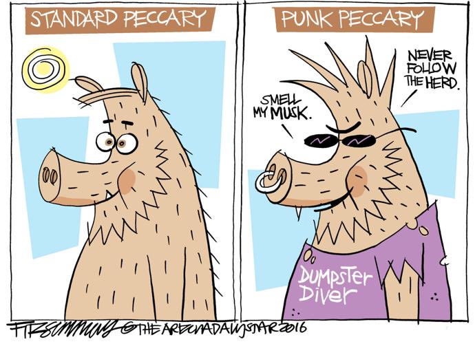 Last Laugh: Javelina