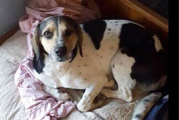 Adopt A Friend: Kimber