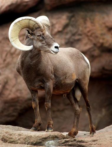 Bighorns coming back to the Catalinas