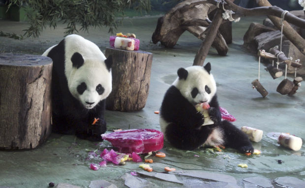 Animal shots of the week