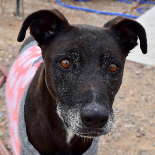 Adopt A Friend: Hooligan