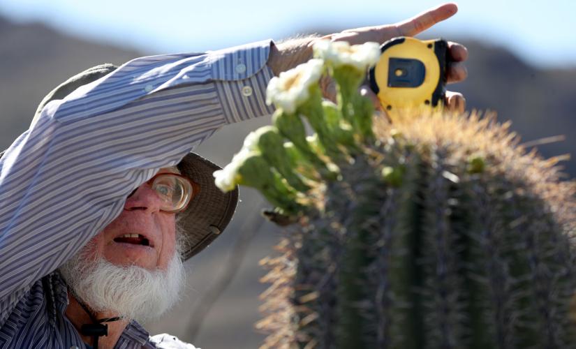Bill Peachey, Saguaro blooms (LE)