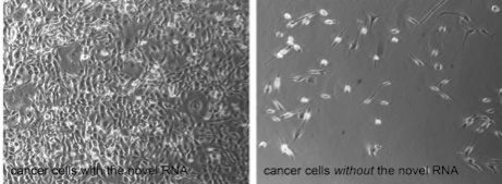 University of Arizona Science