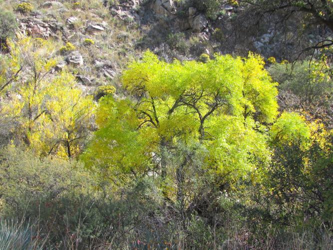 Trees show autumn hues