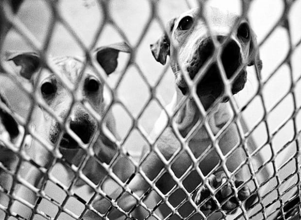 Backyard breeders widespread  