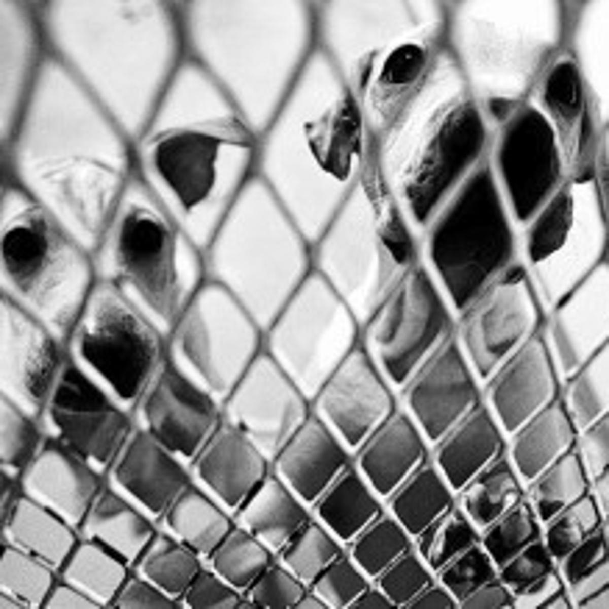 Backyard Breeders Widespread Local News Tucson Com