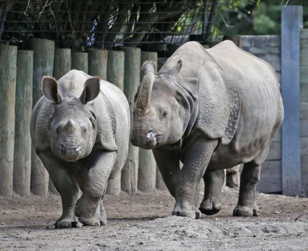 1006126038 baby rhino kirkham