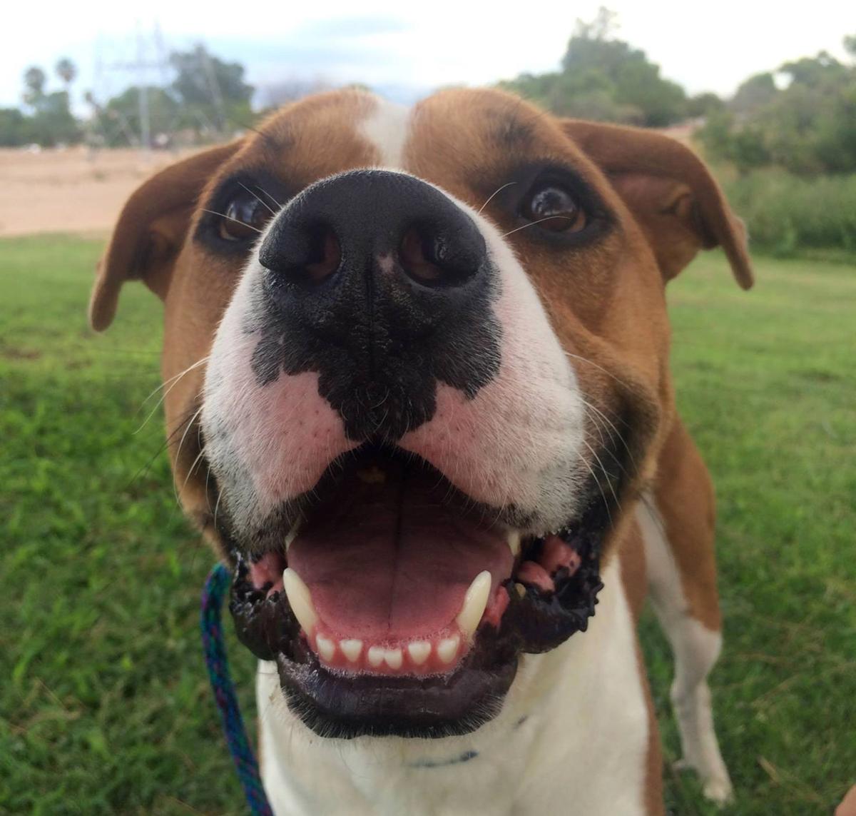 Adopt A Friend: Roman