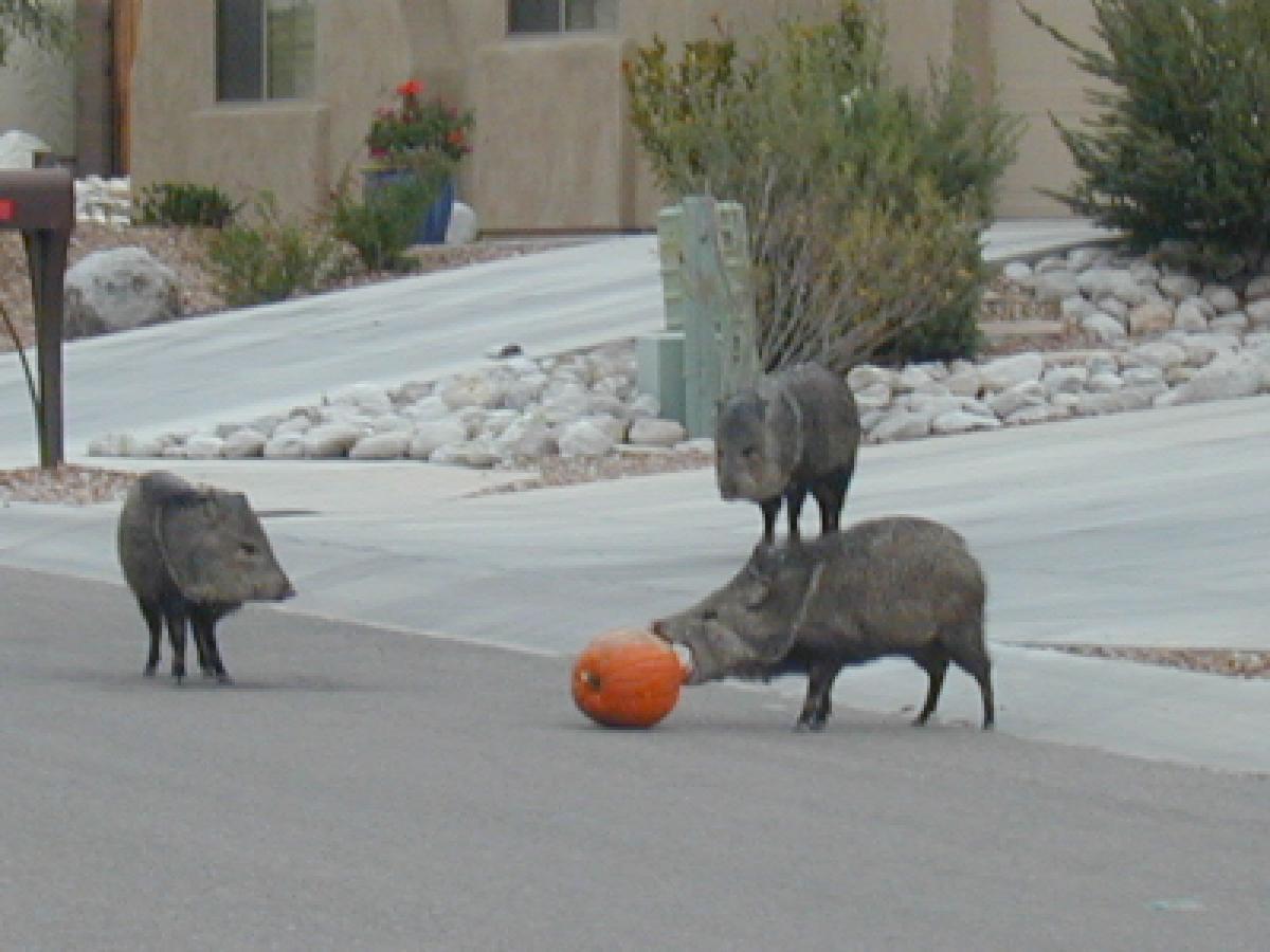 autumn in tucson pumpkins and peccaries don t mix celebrate the