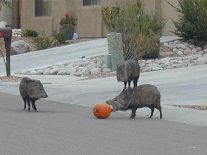 Peccaries and pumpkins — a bad combination