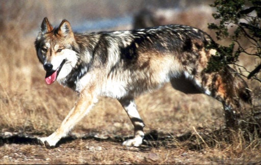 US senator proposes ending protections for Mexican gray wolf
