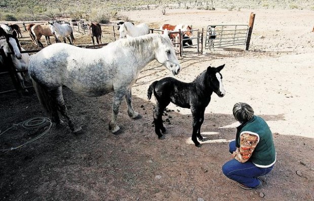 Signature Tucson attraction is fading  